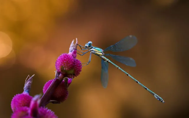 Libellule sur une fleur violette en lumière dorée — Les escapades d’Alexandra