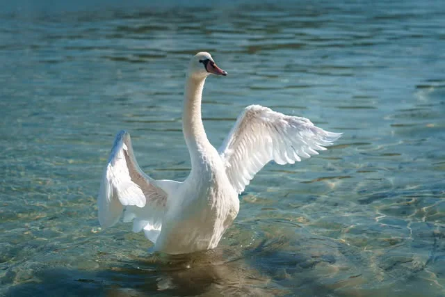 Cygne déployant ses ailes sur l’eau — Les escapades d’Alexandra